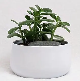 The jade plant cannot sustain itself