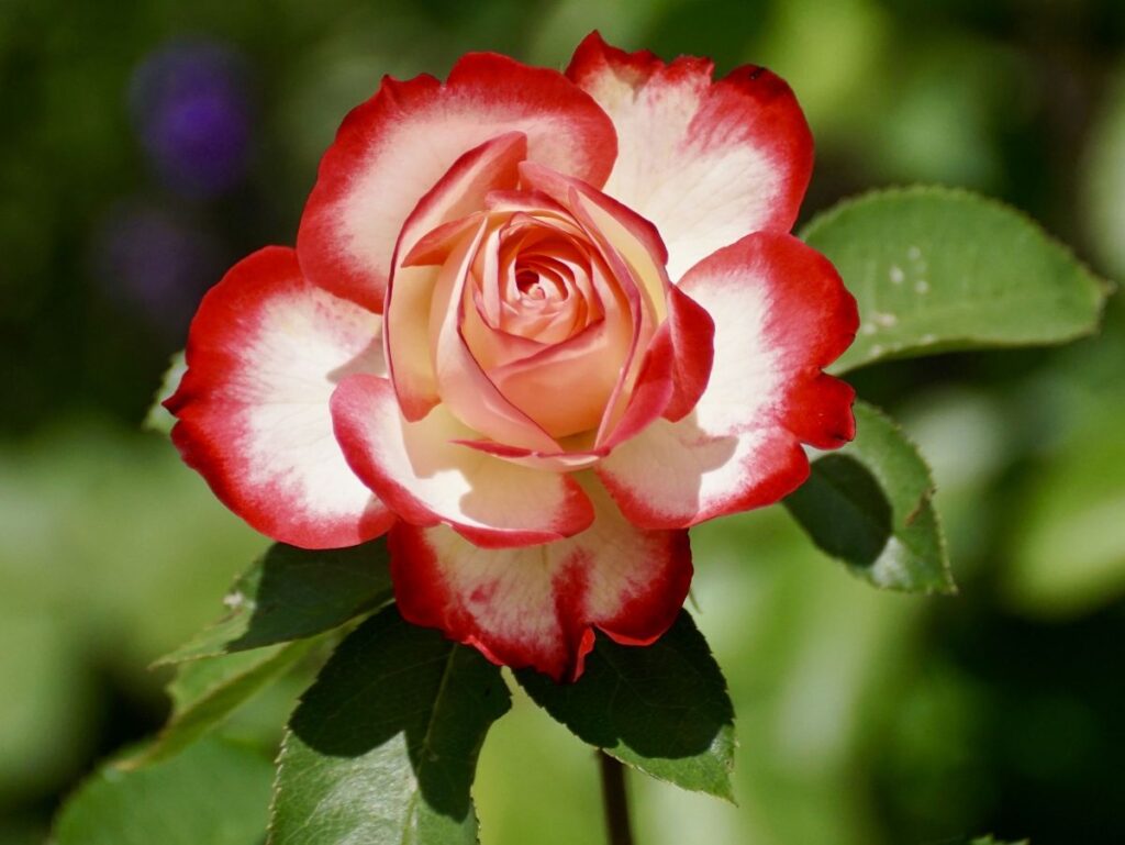 Las rosas híbridos de té más raras y hermosas del mundo