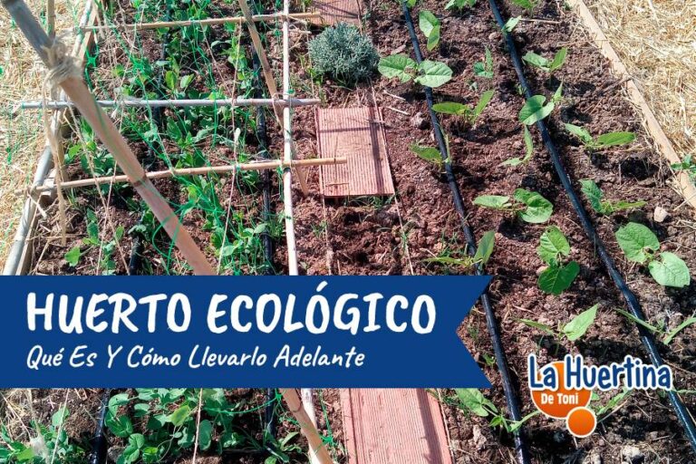 huerto ecologico