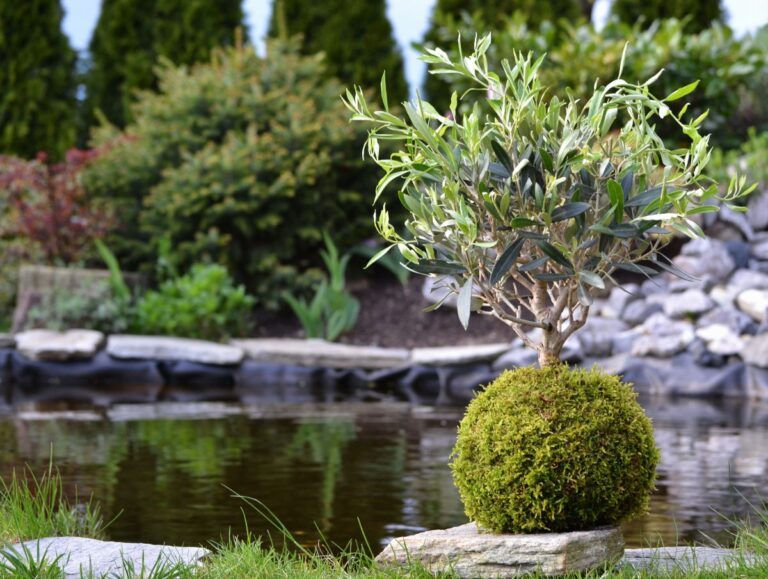 El significado espiritual de un kokedama