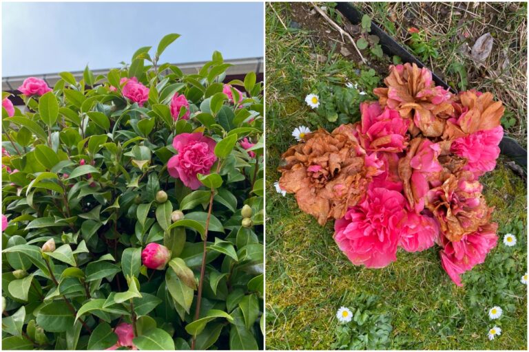 What to do with camellias after flowering?