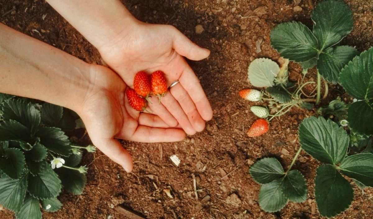 When to plant strawberries and how to do it