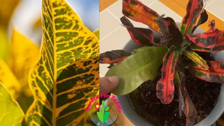 Why are my Croton leaves turning yellow?  (And How To Fix It) – ISPUZZLE