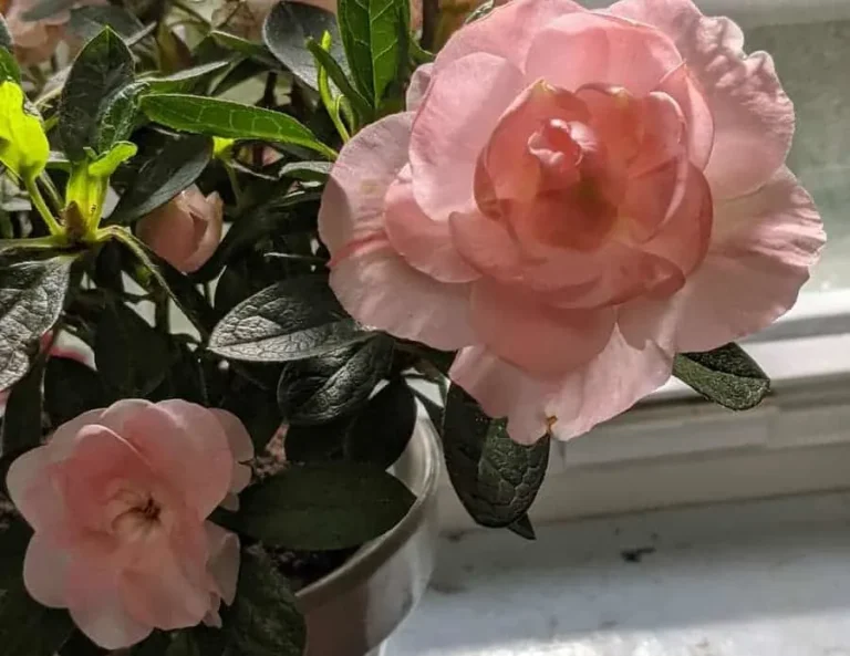 Why are my azalea leaves turning black?  (And How To Fix It) – ISPUZZLE