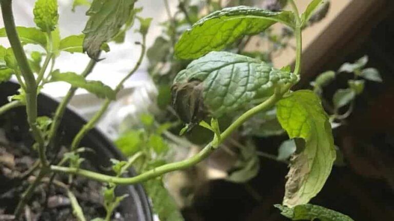 En el interior, las hojas de menta en escabeche se vuelven negras.