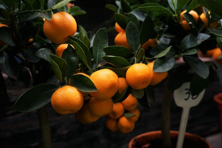 Why are the leaves of the orange tree rolled up?