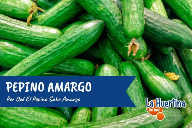 porque el pepino sabe amargo
