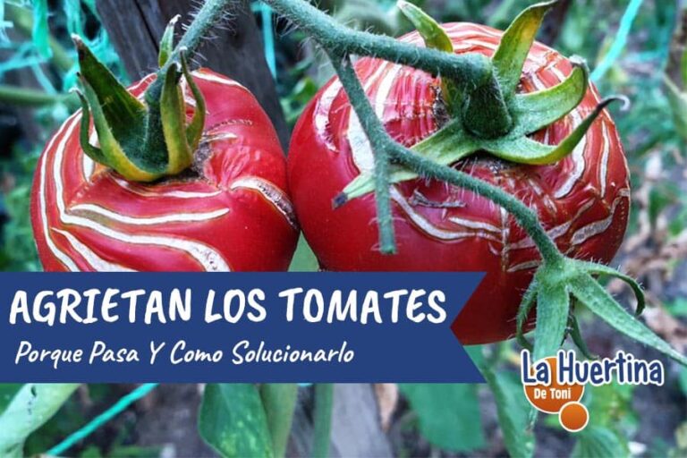 porque se parten los tomates en la planta