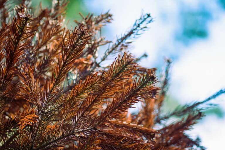 Why does potted pine dry out?  The reasons and the solutions