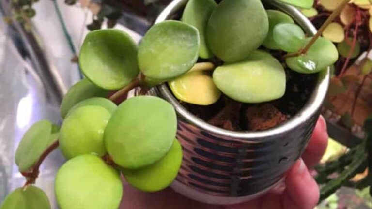 Las hojas de la planta de peperomia de interior se vuelven amarillas.