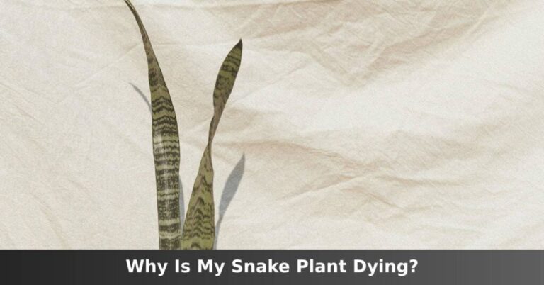 Why is my snake plant dying? [The Most Likely Causes] –ISBUZZLE