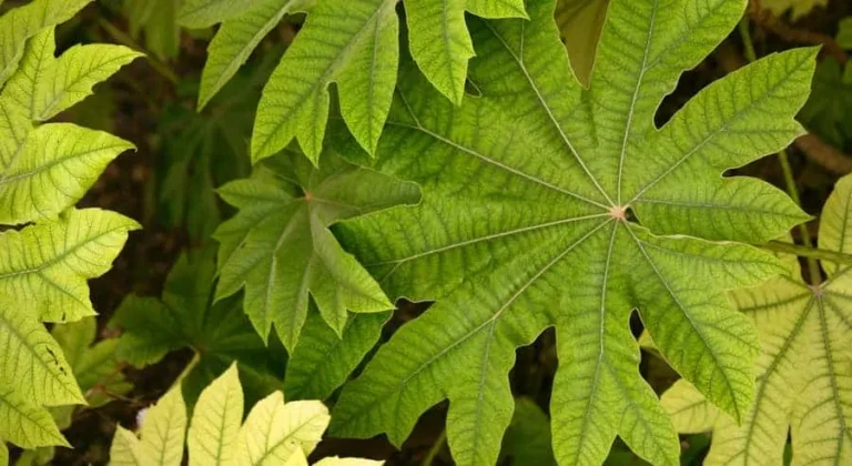 Yellow Leaves of Ming Aralia (Causes and How to Fix It) – ISPUZZLE