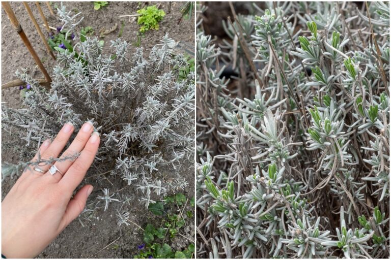 large flowers and less woody stems – ISPUZZLE