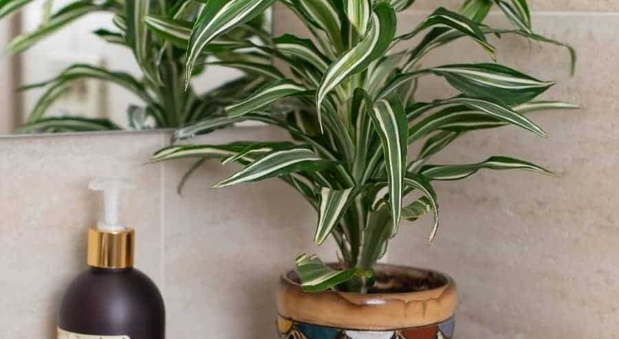 Houseplant Dracaena in pot.