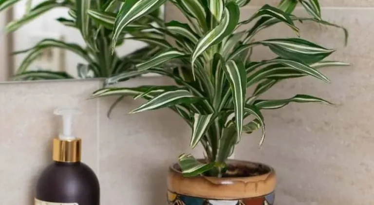 10 Causes of Dracaena Leaf Curling (and Solutions) - ISPUZZLE