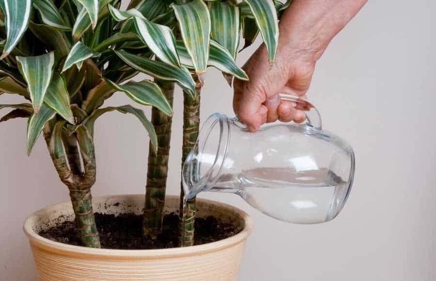 Dracaena inside Dracaena watering with a jug.
