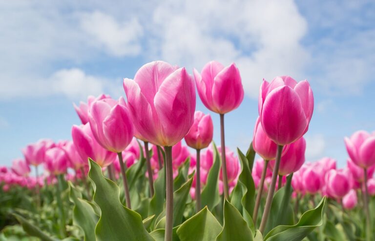 Holanda es el pa&iacute;s productor y exportador principal de tulipanes