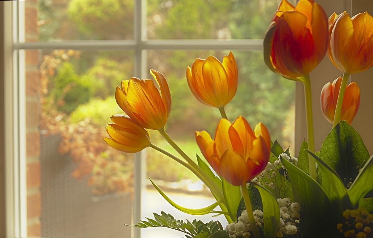 The first economic bubble was the tulip bubble.