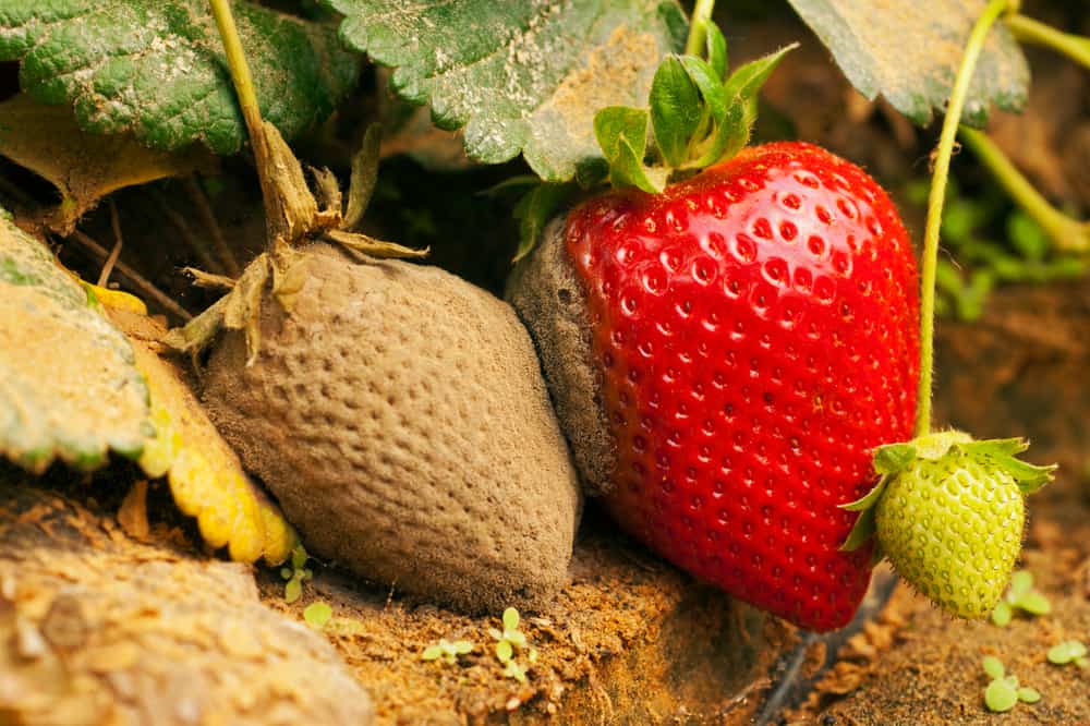 How to Treat and Prevent Botrytis Fruit Rot in Strawberries