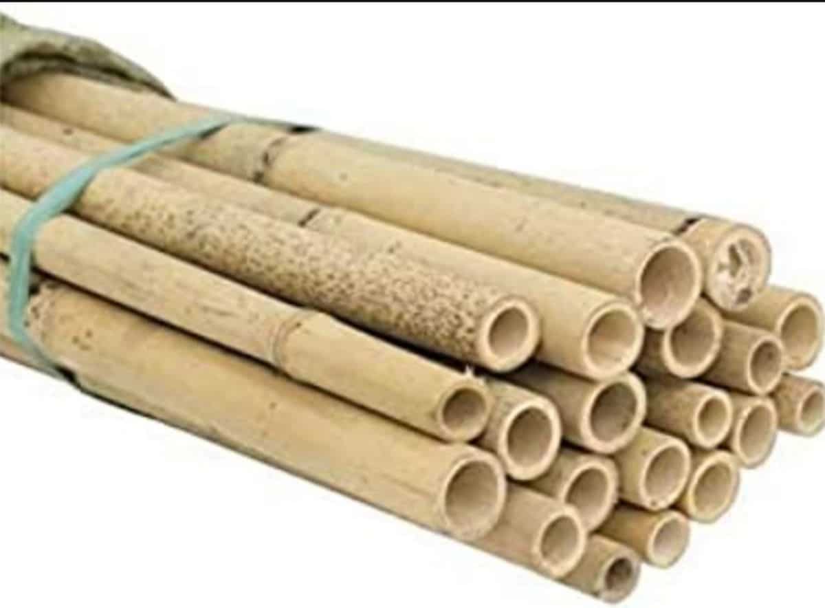 where to buy bamboo