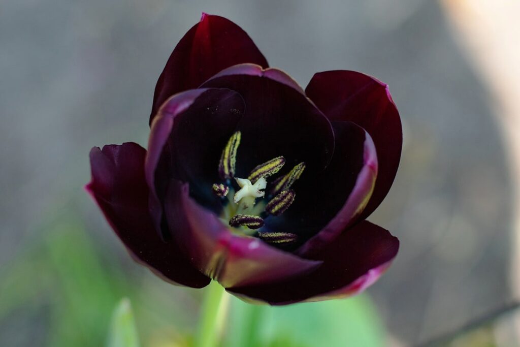 El tulipán reina de la noche se conoce también como tulipán negro