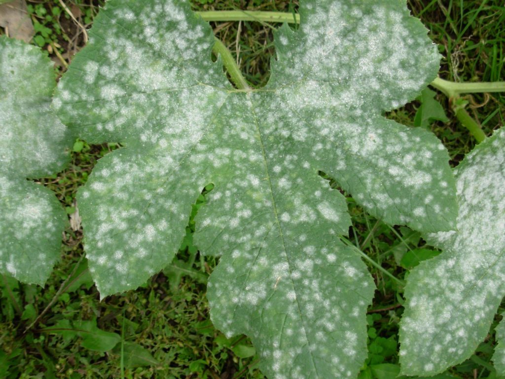 kiwano harvest