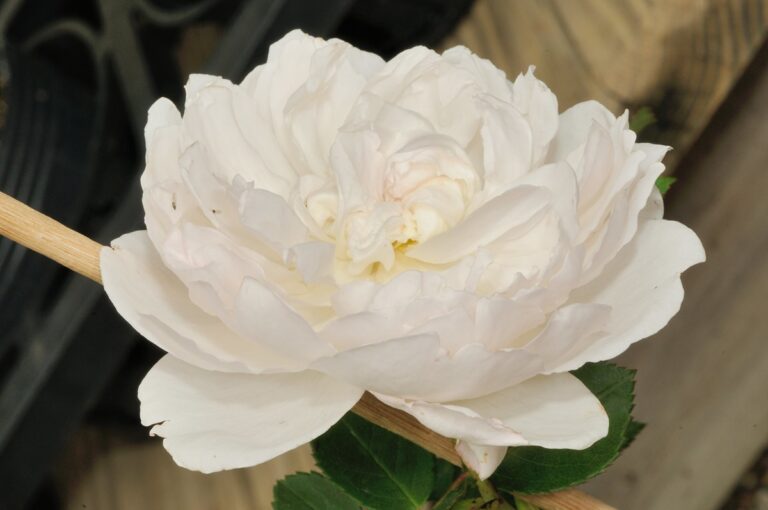La rosa Glamis Castle es un cruce de las variedades Graham Thomas y Mary Rose