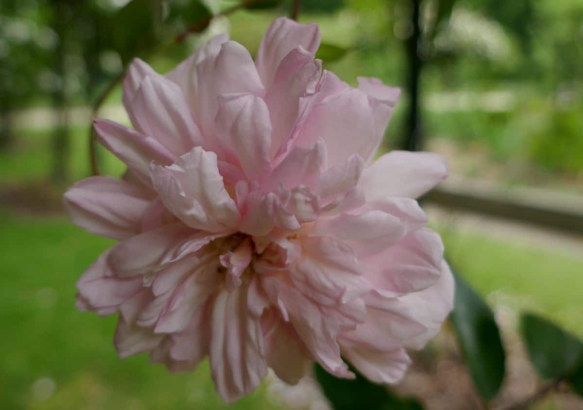 petal detail