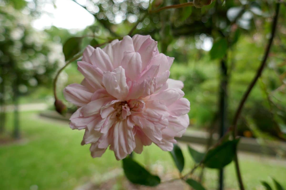 rosebush