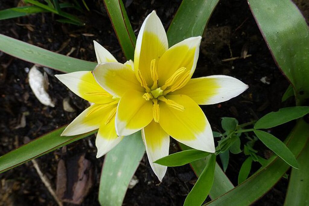 El tulipán tarda es originario de Asia central