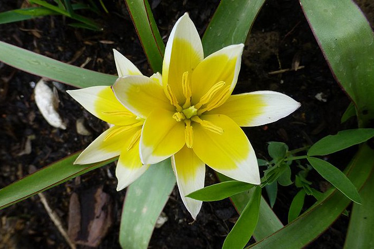 The late tulip originates from Central Asia.