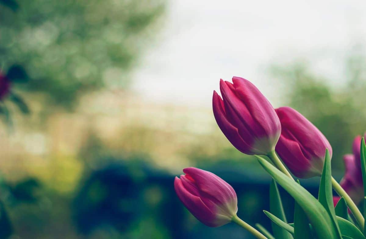 tulips