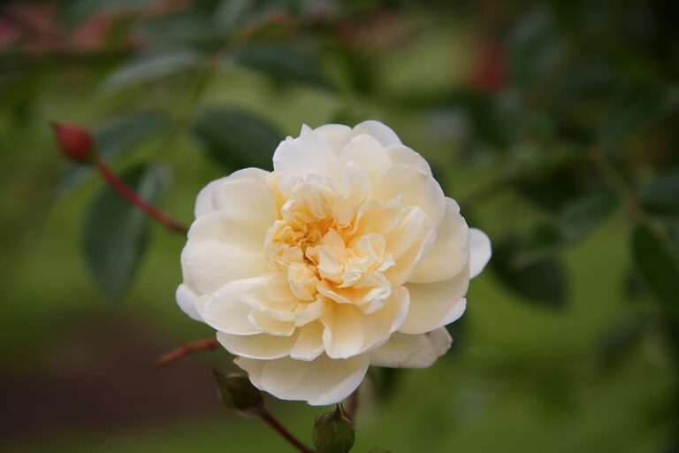 La rosa Alb&eacute;ric Barbier es de color crema