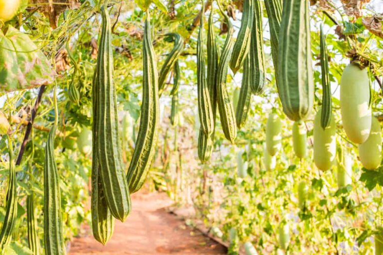 How to Grow Loofah Gourds to Make Your Own Sponges