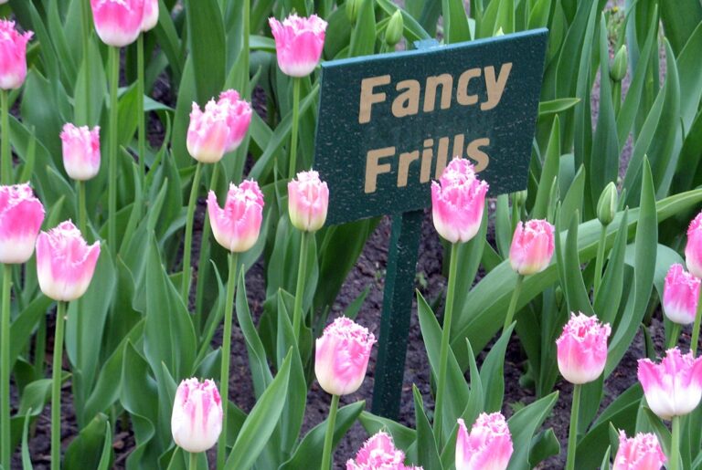 El tulip&aacute;n Fancy Frills es t&oacute;xico para los gatos