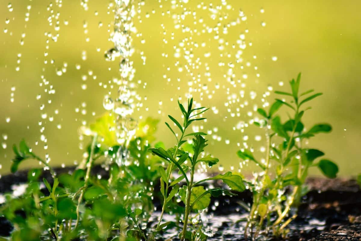 Water plants for healthy growth
