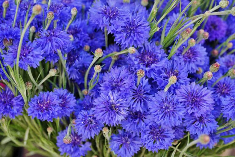 How to Grow and Care for These Wildflowers