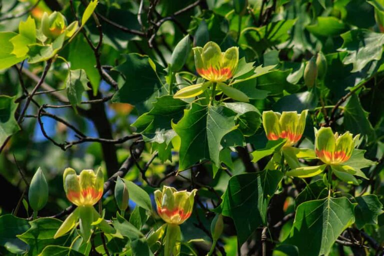 How to Plant and Grow Showy Tulip Trees