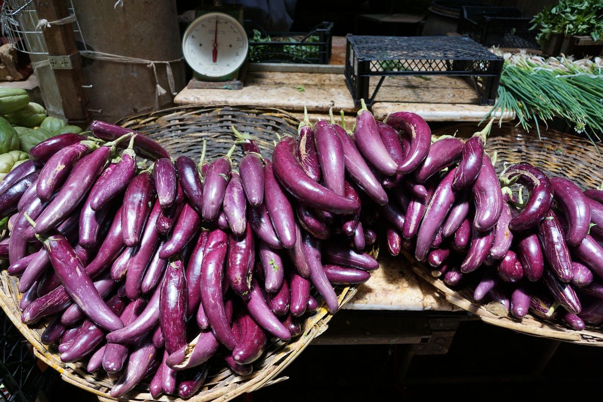 eggplant