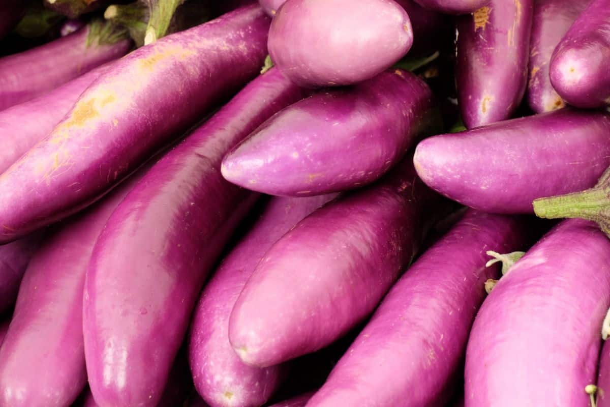Chinese variety of brinjal