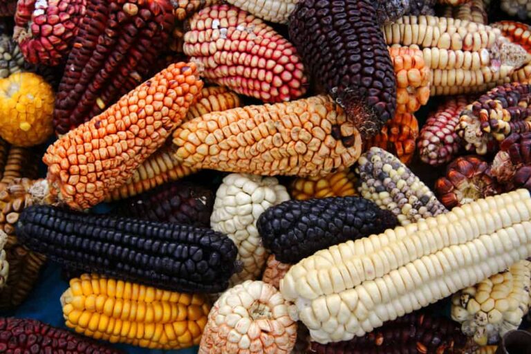 18 superb native corn cultivars to discover
