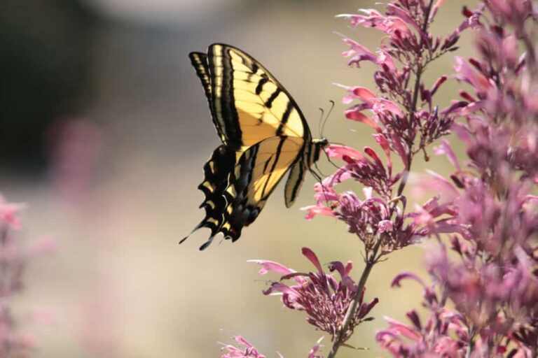 6 easy ways to attract pollinators and improve your harvest