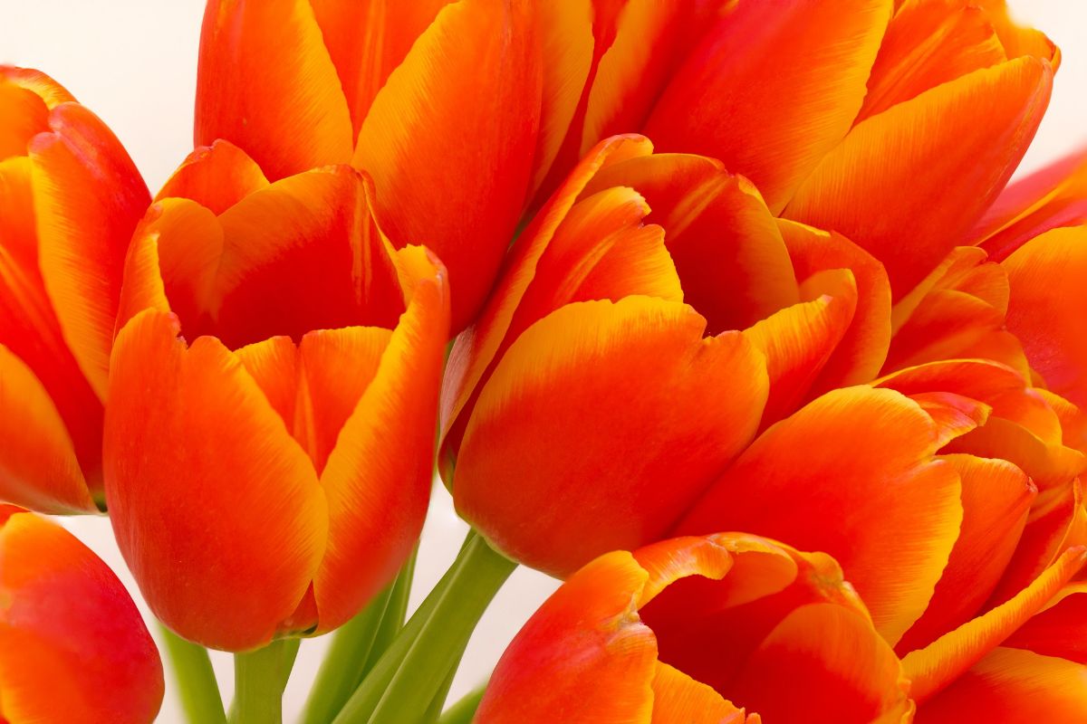 bouquet of tulips