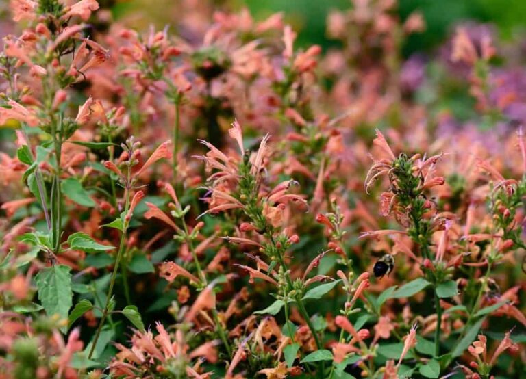 How to grow and care for Agastache