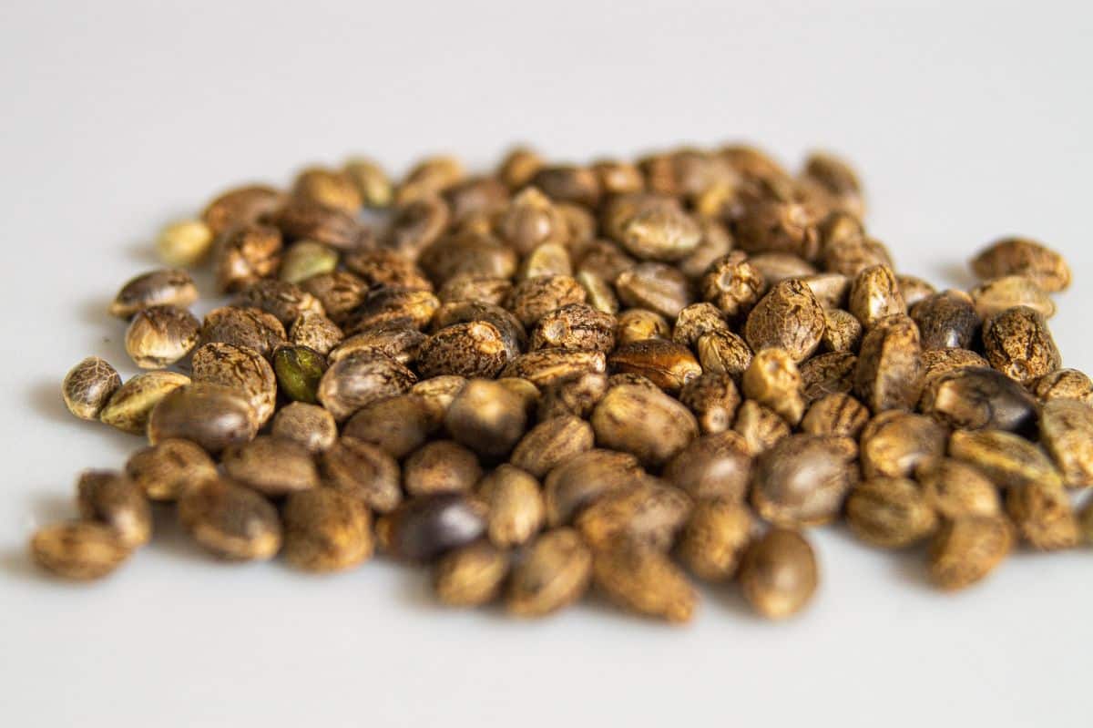 buy cannabis seeds in Spain