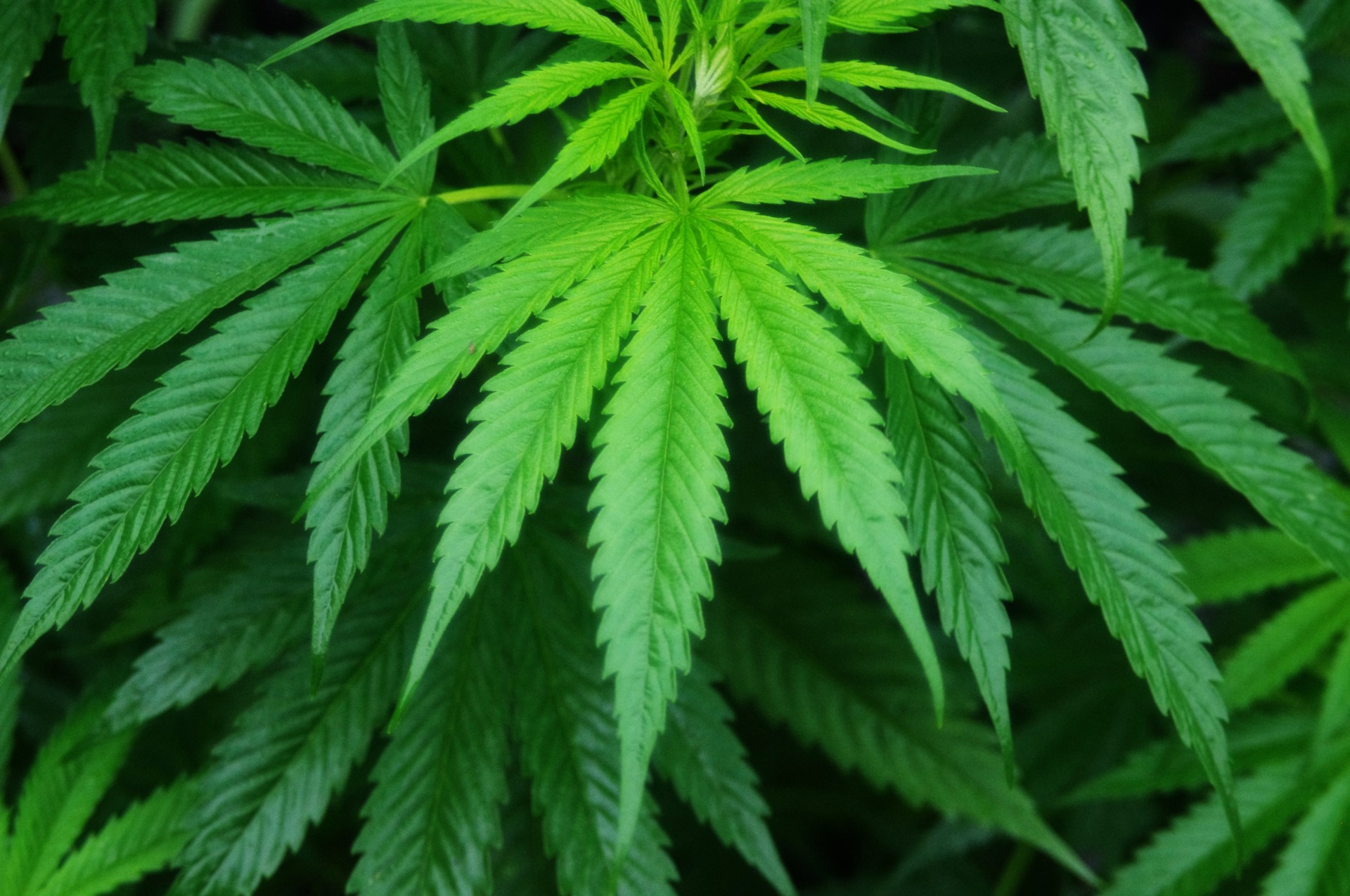 Marijuana produces seeds in the spring