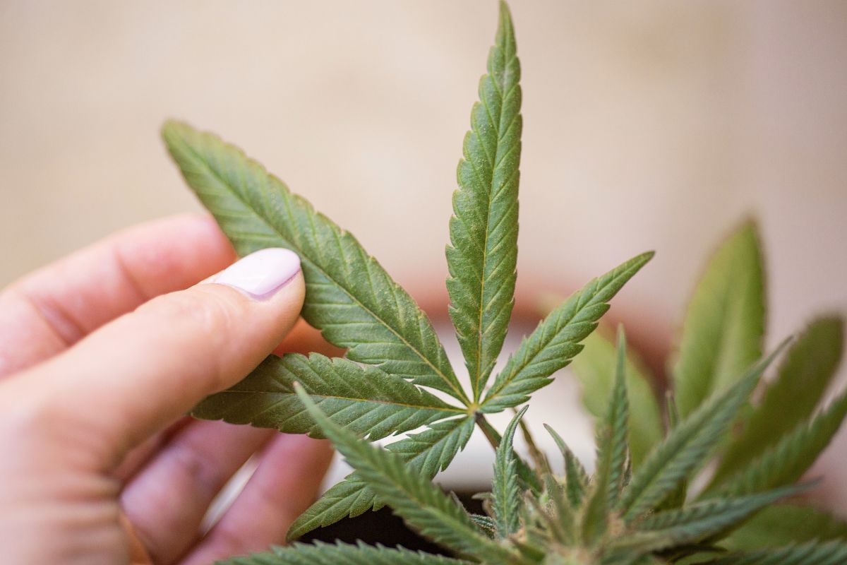 Cannabis plant at home