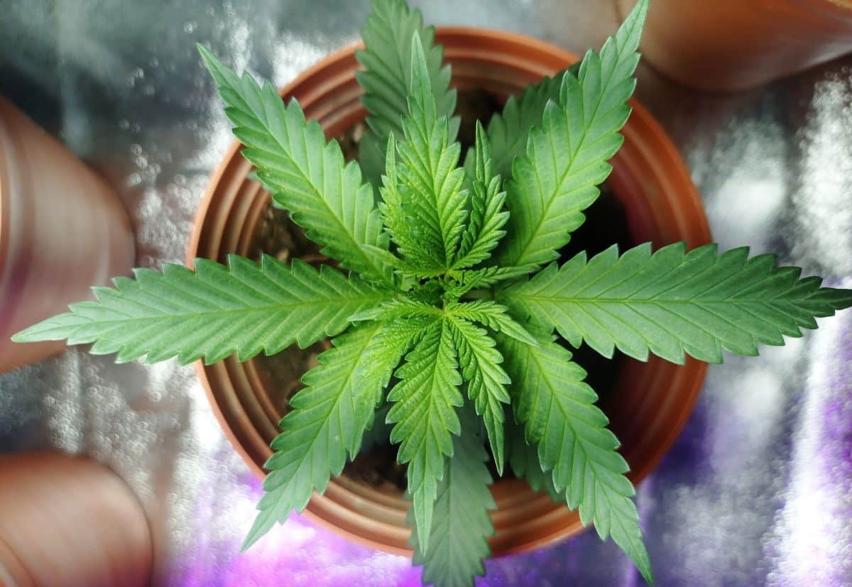 cannabis plant