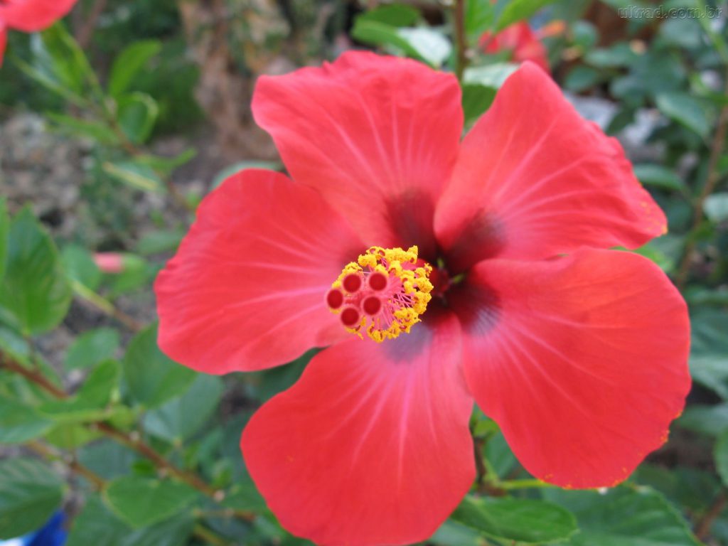 flowers that attract hummingbirds