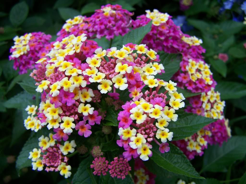 hummingbird flowers